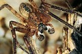Zoropsis spinimana Zoropsis spinimana
