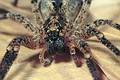 Zoropsis spinimana