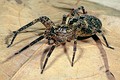 Zoropsis spinimana
