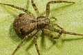 Philodromidae sin determinar