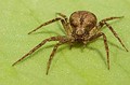 Philodromidae sin determinar