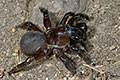 Ummidia aedificatoria
