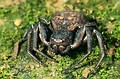 Xysticus sp. Xysticus sp.