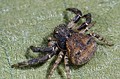 Xysticus sp.