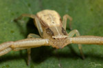 Runcinia grammnica