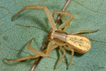Runcinia grammnica