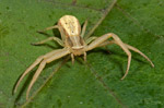 Runcinia grammnica
