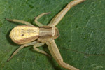 Runcinia grammnica Runcinia grammnica