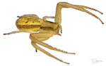 Runcinia grammnica Runcinia grammnica