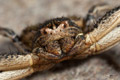 Xysticus bufo