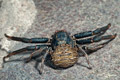 Xysticus bufo