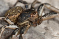 Xysticus bufo