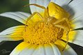 Thomisus onustus