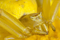 Thomisus onustus Thomisus onustus
