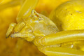 Thomisus onustus