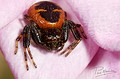 Synema globosum