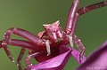 Thomisus onustus