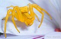 Thomisus onustus