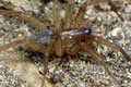 Lycosoides coarctata