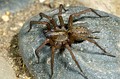 Lycosoides coarctata