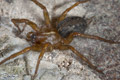 Lycosoides coarctata
