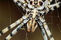 Argiope lobata
