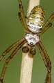 Argiope trifasciata