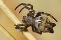 Cyrtophora citricola