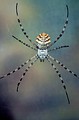 Argiope lobata