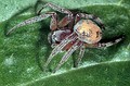 Larinioides suspicanx