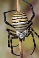 Argiope trifasciata