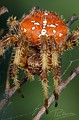 Araneus palidus