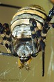 Argiope trifasciata