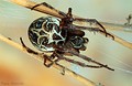 Larinioides sp. Larinioides sp.