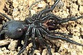 Macrothele calpeiana