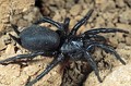 Macrothele calpeiana