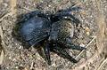 Eresus cinnaberinus