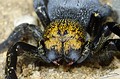 Eresus cinnaberinus