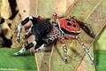 Eresus cinnaberinus Eresus cinnaberinus