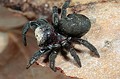 Eresus cinnaberinus