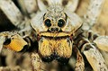 Lycosa tarantula