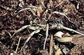 Donacosa merlini