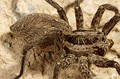 Hogna radiata