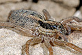 Hogna radiata