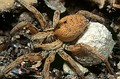 Hogna radiata