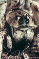Donacosa merlini