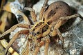 Hogna radiata