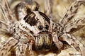 Hogna radiata