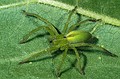 Micrommata ligurina