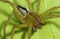 Micrommata ligurina
